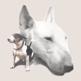 Bund gegen Mi�brauch der Tiere